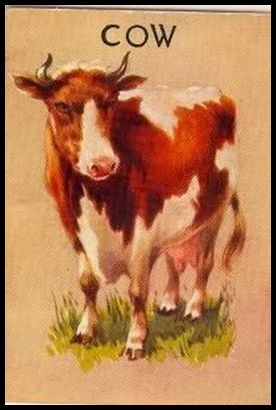 Cow